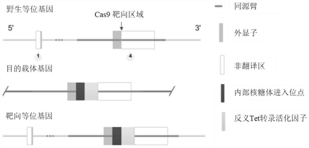 Construction and application of inducible uterine epithelium specific genetic engineering mouse