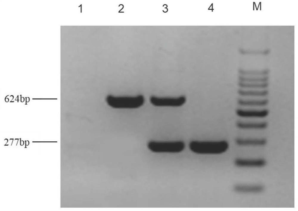 Construction and application of inducible uterine epithelium specific genetic engineering mouse