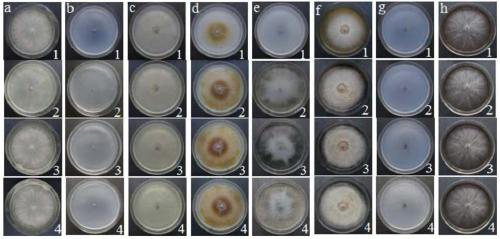 Mulberry endophytic antagonistic bacteria new species-podosporia sp. and application thereof