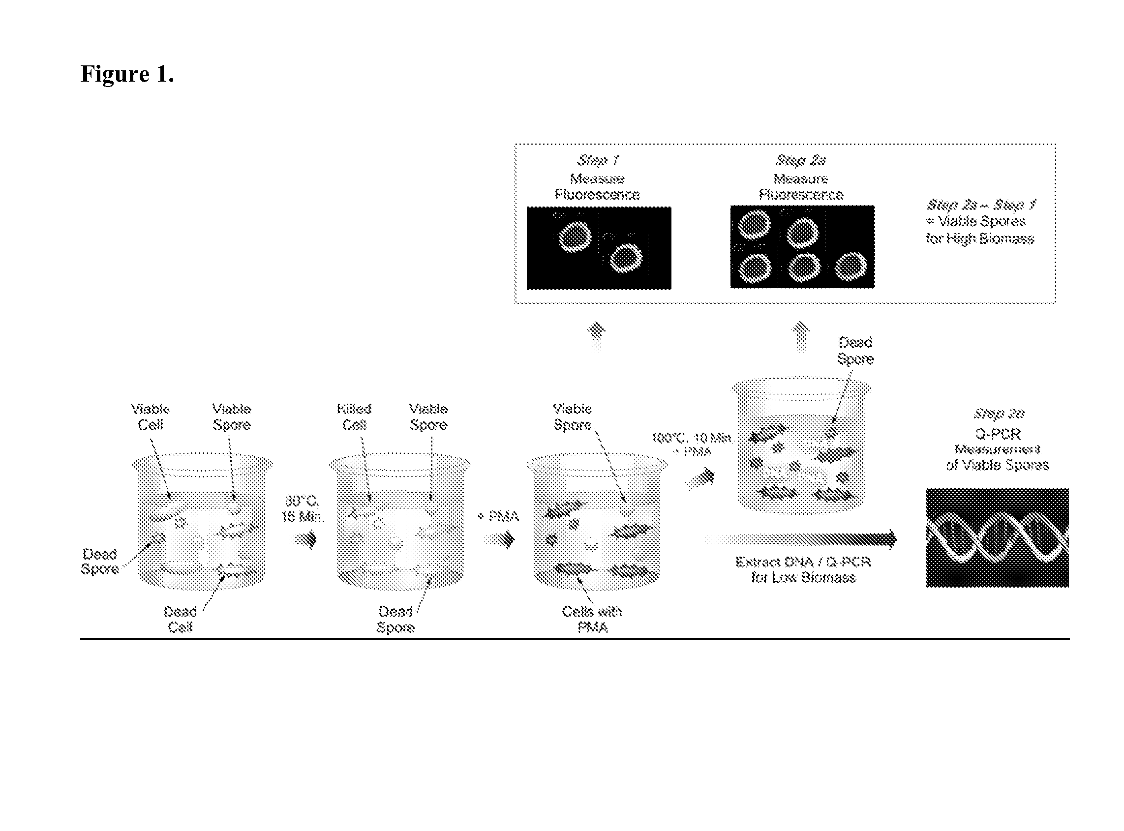 Microarray for detecting viable organisms