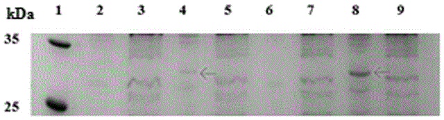 Method for compounding non-natural amino acids pPpa in escherichia coli aquaporin AQPZ