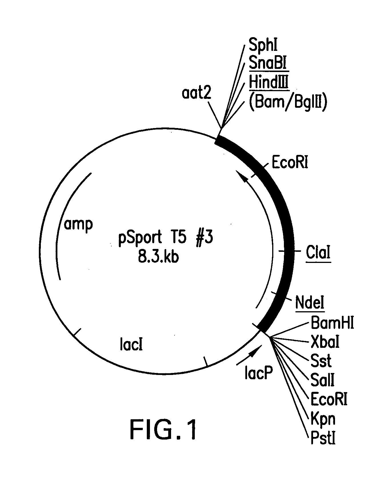 Mutant DNA polymerases and uses thereof