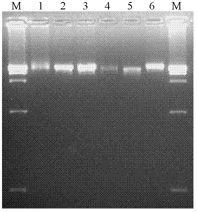 PCR primer pair for identification or auxiliary identification of tissues and/or organs of mouse and applications thereof