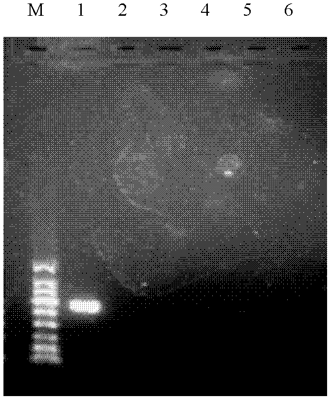 PCR primer pair for identification or auxiliary identification of tissues and/or organs of mouse and applications thereof