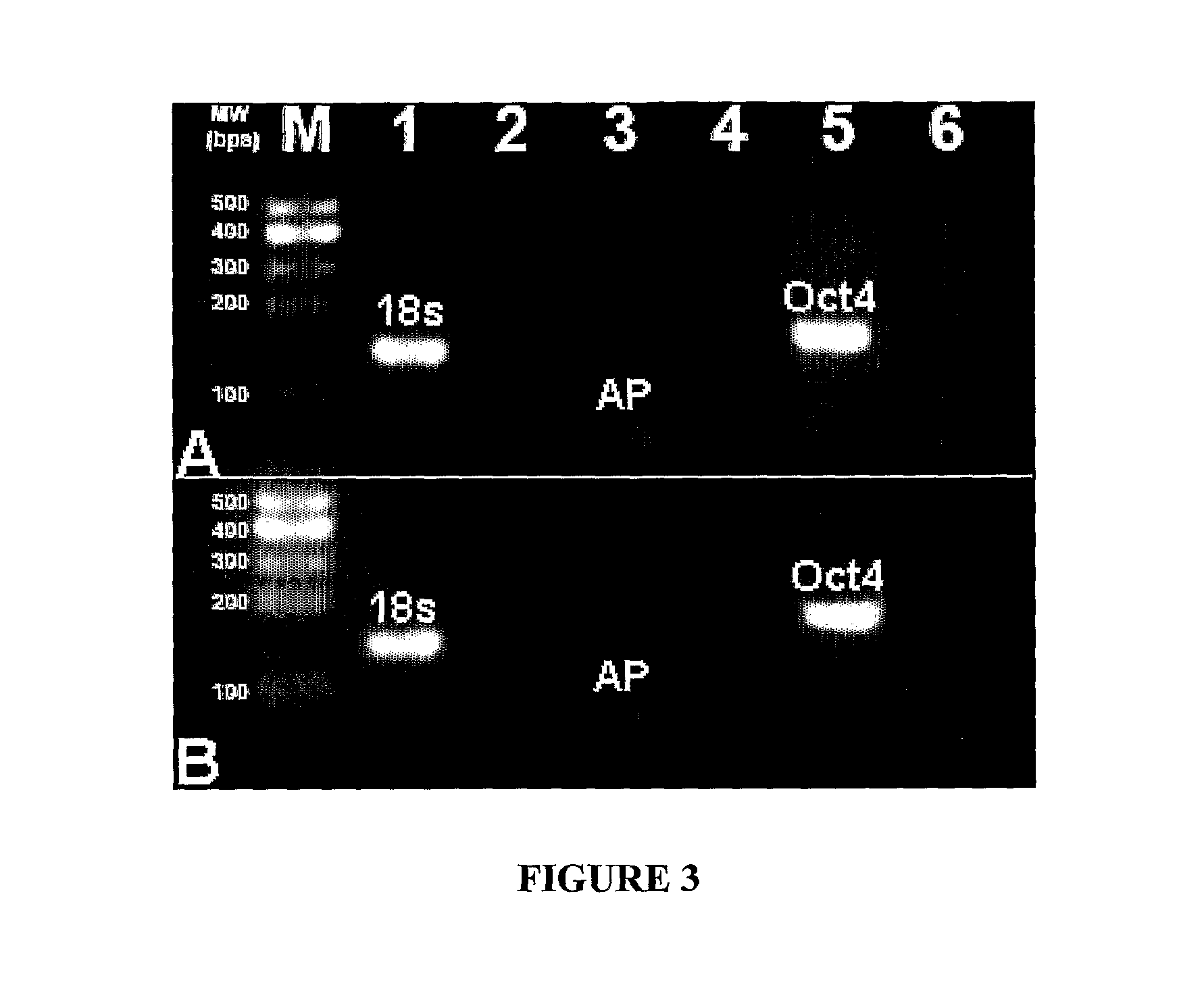 Feeder cell-free culture medium and system