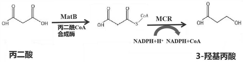 Recombinant bacterium for synthesizing 3-hydracrylic acid as well as construction method and application of recombinant bacterium