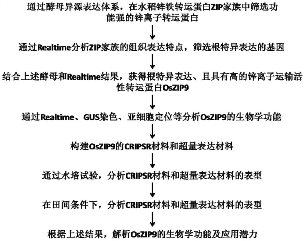 Cloning and application of the gene oszip9 controlling zinc uptake in rice