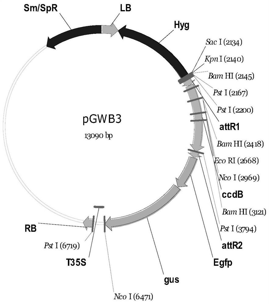 Cloning and application of the gene oszip9 controlling zinc uptake in rice