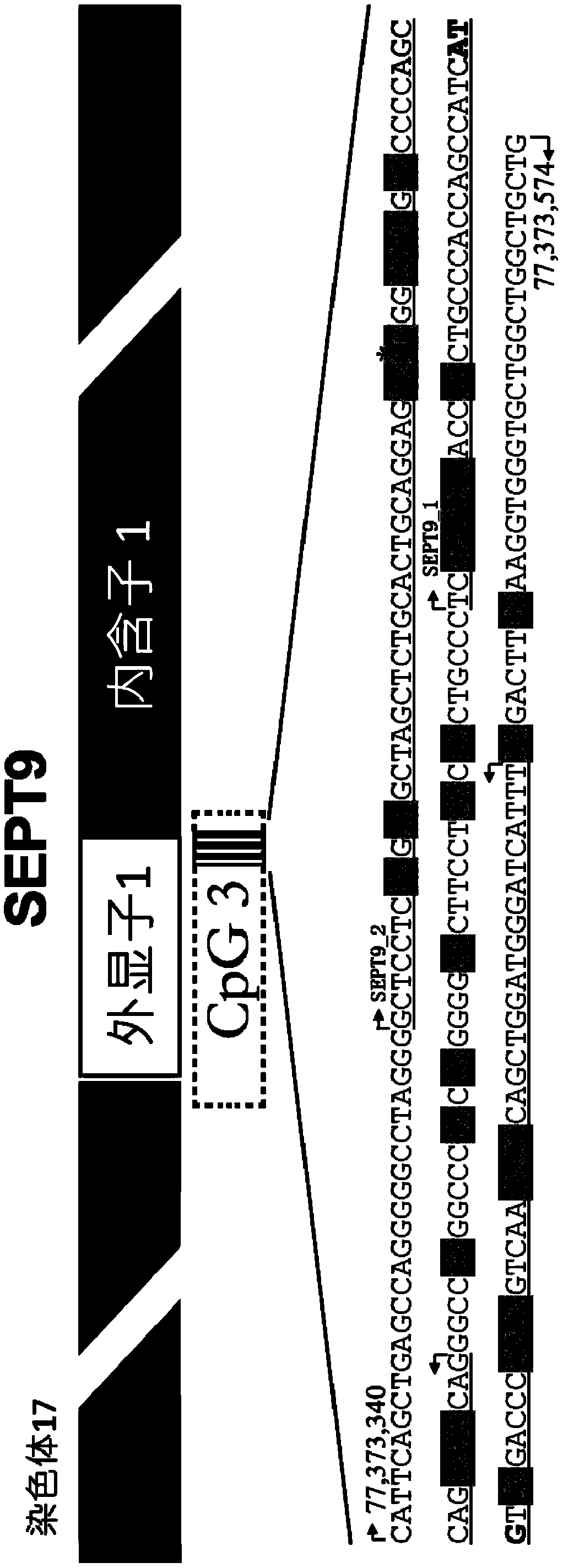 Kit and method for detecting DNA methylation by triplex qPCR assay