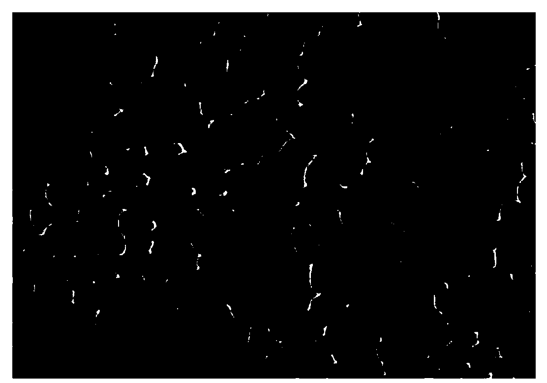 Preparation method of luminescence rare earth coordination polymer nanoparticles