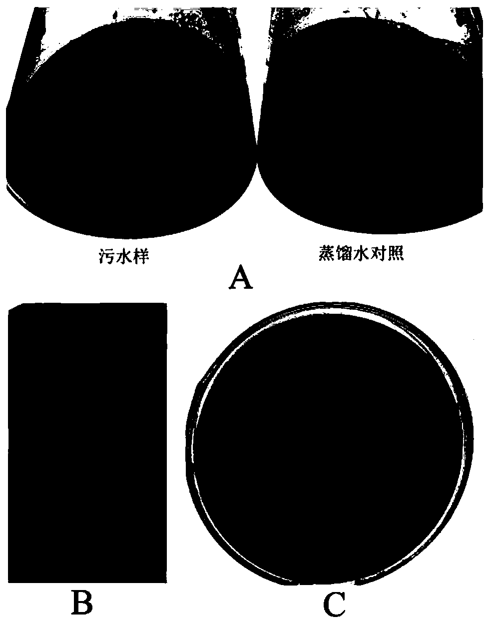 Bacteriophage pAhMJG and application of bacteriophage pAhMJG in treatment of fish diseases caused by aeromonas hydrophila