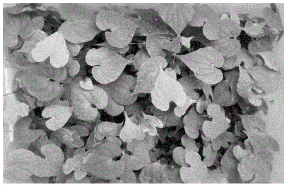 Method for Rooting of Aseptic Short Branches of Medicinal Dioscorea scutellaria Tissue Cultured Plantlets