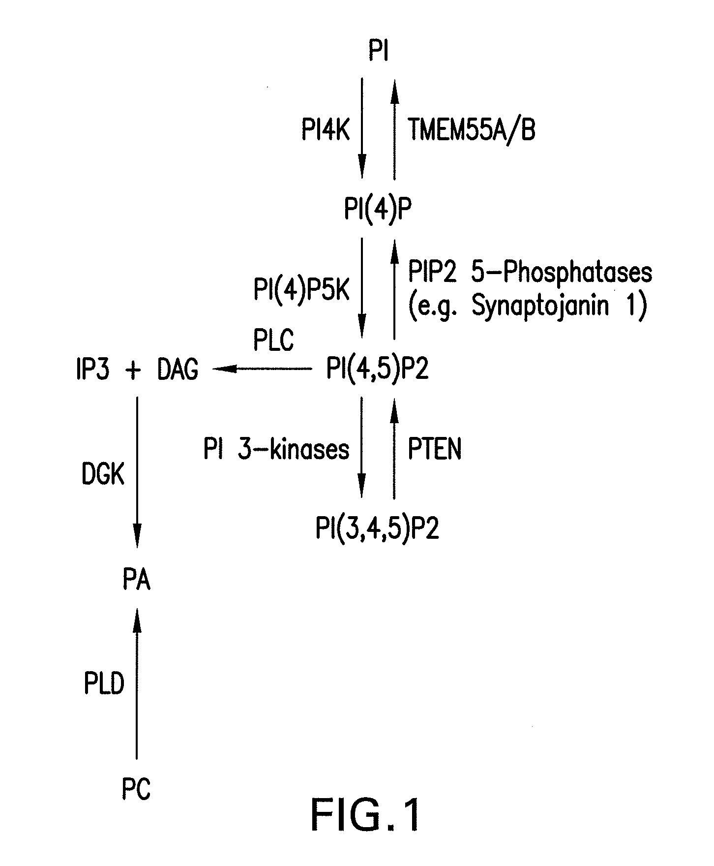 Phosphoinositide Modulation For The Treatment Of Neurodegenerative Diseases