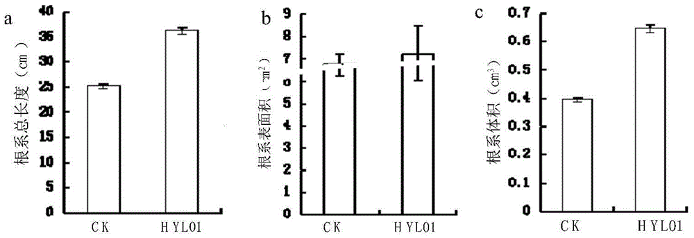 Separated pantoea ananatis HYL01 strain and application thereof in promotion of root growth of watermelons