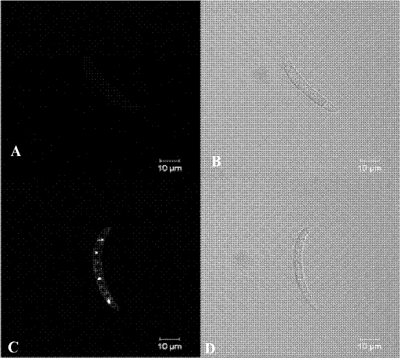 Activity detection method for fusarium virguliforme