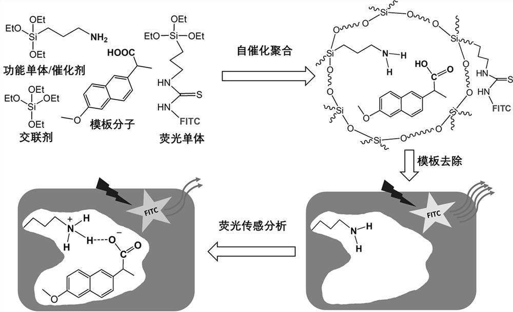 A kind of preparation method and application of fluorescent molecularly imprinted silica nanoparticles