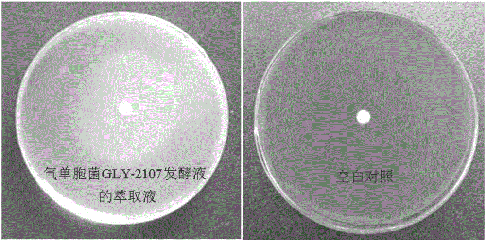 Algae-lysing aeromonas sp. and application thereof in controlling cyanobacterial blooms