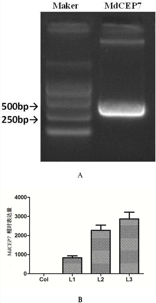 Root development-regulating apple polypeptide hormone gene MdCEP7 and application thereof