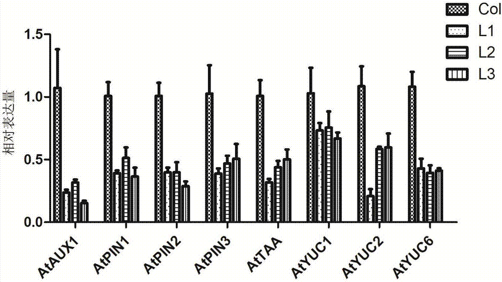 Root development-regulating apple polypeptide hormone gene MdCEP7 and application thereof