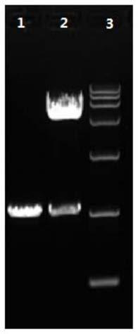 Preparation method for bluetongue virus core sample grain