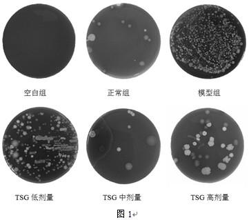 Application of stilbene glycosides in the preparation of intestinal microecological preparations