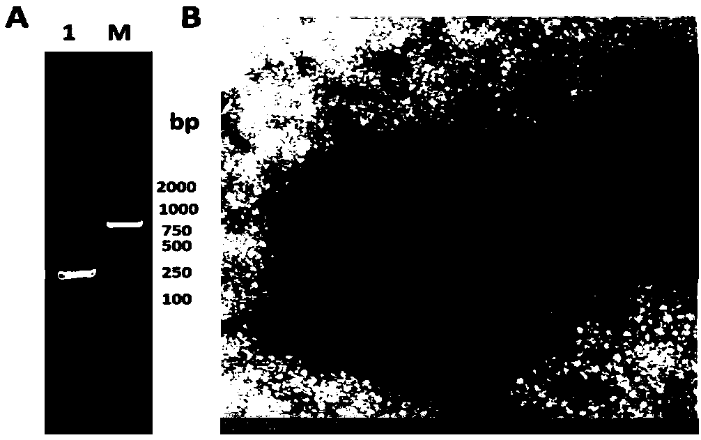 Virus isolation method for low-content sample of porcine epidemic diarrhea virus (PEDV)