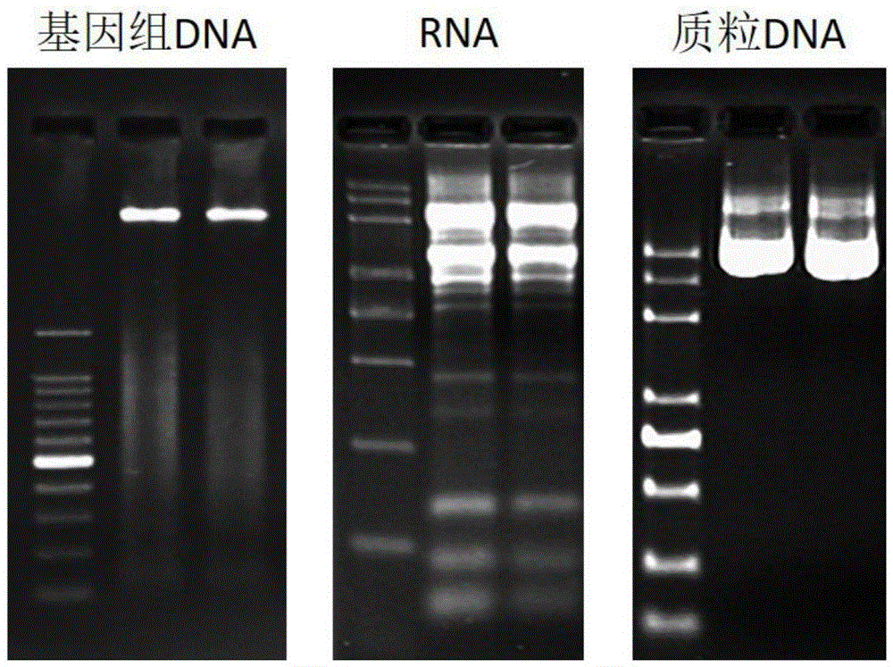 Biological DNA (deoxyribonucleic acid) and RNA (ribonucleic acid) room-temperature preservation card and manufacturing method thereof