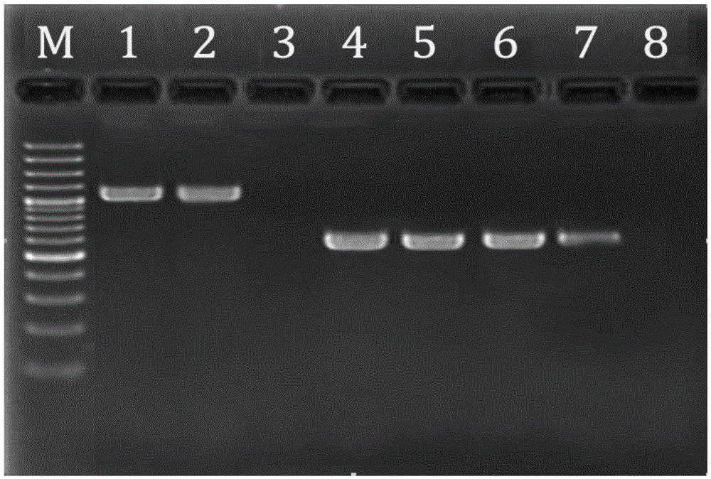 Biological DNA (deoxyribonucleic acid) and RNA (ribonucleic acid) room-temperature preservation card and manufacturing method thereof