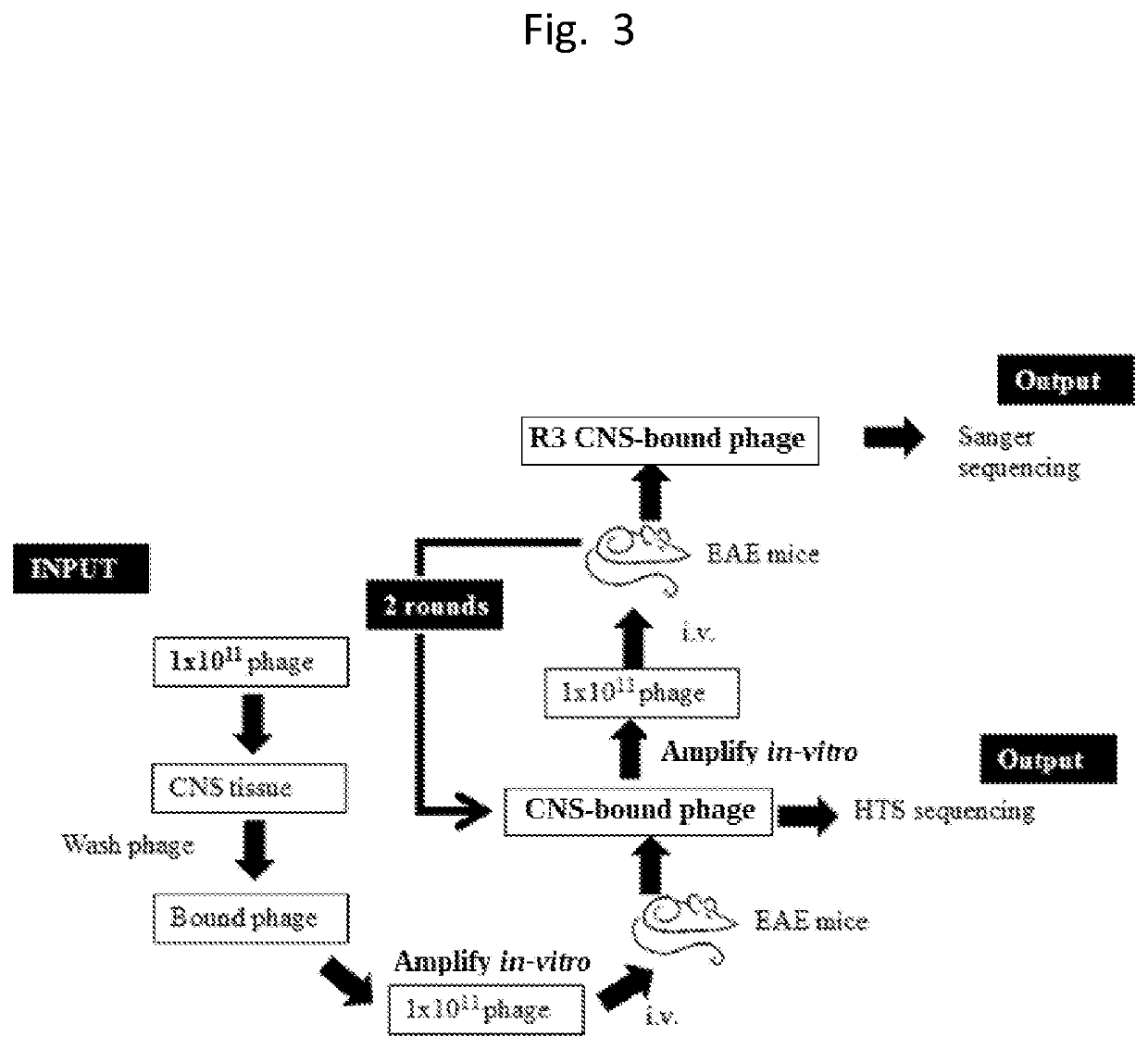 Central nervous system homing peptides and uses thereof