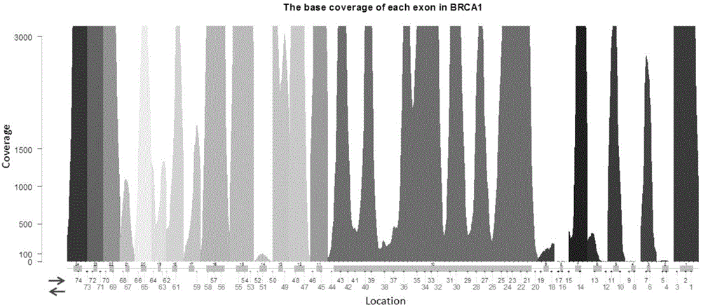 Detection analysis method for breast cancer susceptibility gene heritable variation point