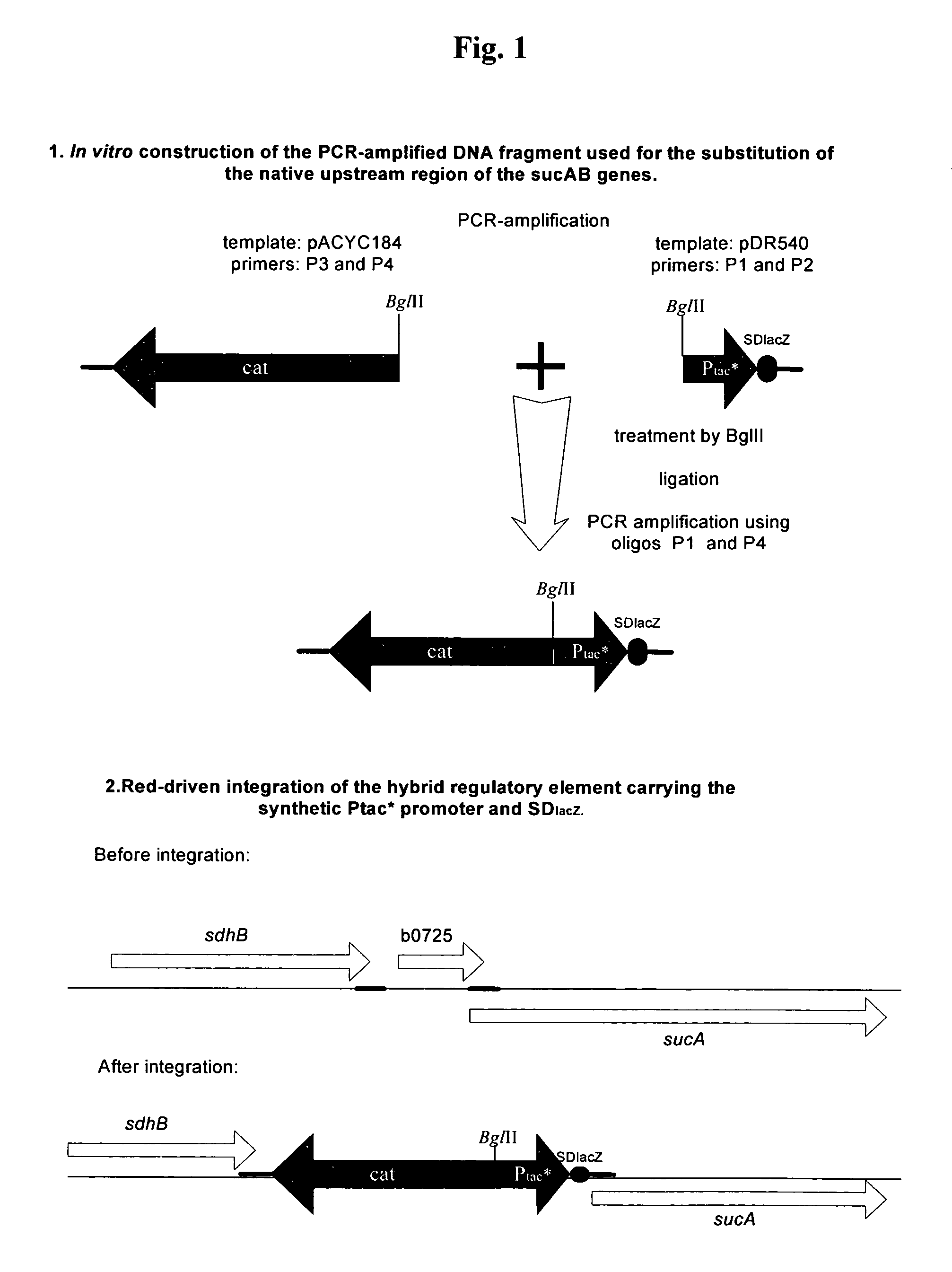 Method for producing an L-amino acid using a bacterium with an optimized level of gene expression