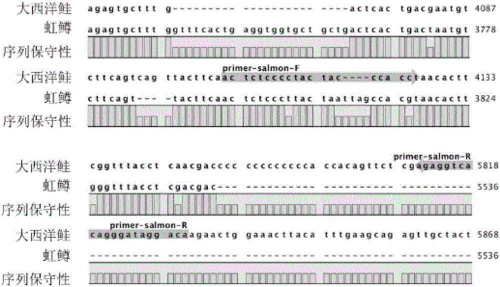 Biosensing detection method used for identifying salmo salar and rainbow trout