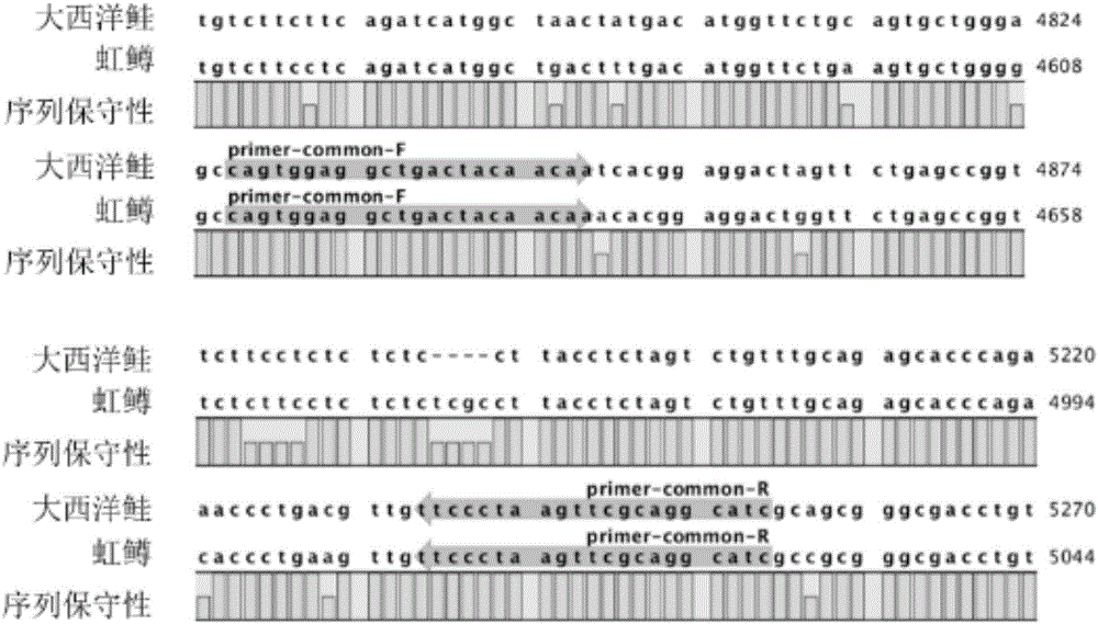 Biosensing detection method used for identifying salmo salar and rainbow trout