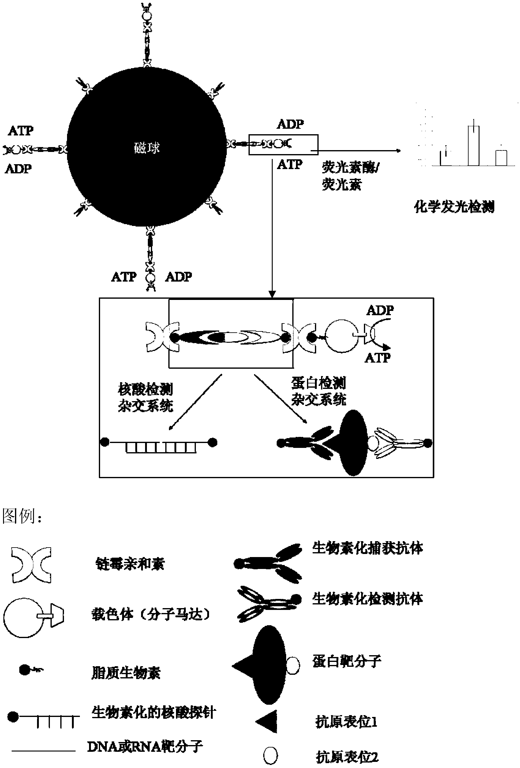 Biosensor construction and detection method based on molecular motor, magnetic enrichment and double-probe hybridization