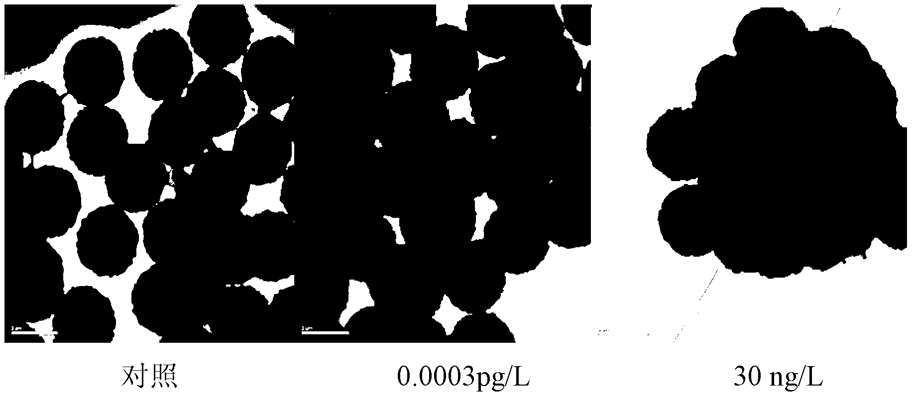 Biosensor construction and detection method based on molecular motor, magnetic enrichment and double-probe hybridization