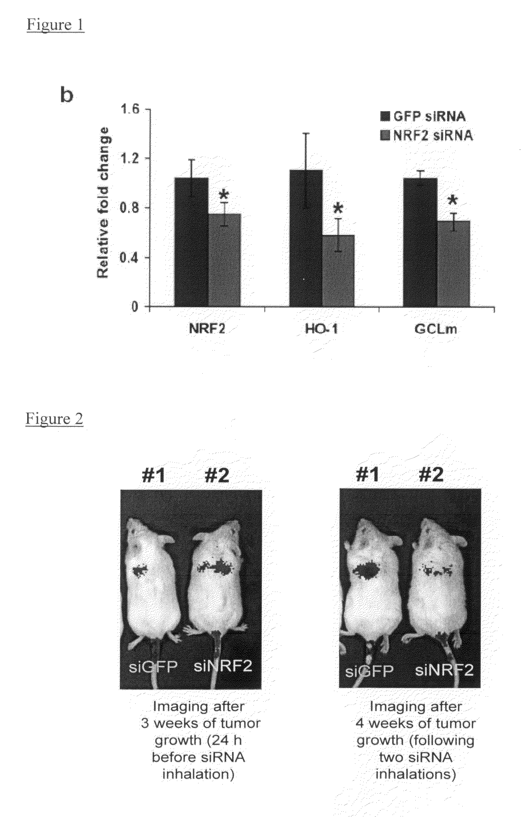 Oligoribonucleotide inhibitors of NRF2 and methods of use thereof for treatment of cancer