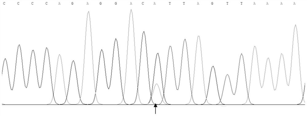 Hu sheep PLIN2 gene SNP detection method and application of Hu sheep PLIN2 gene SNP detection method in meat quality character early screening