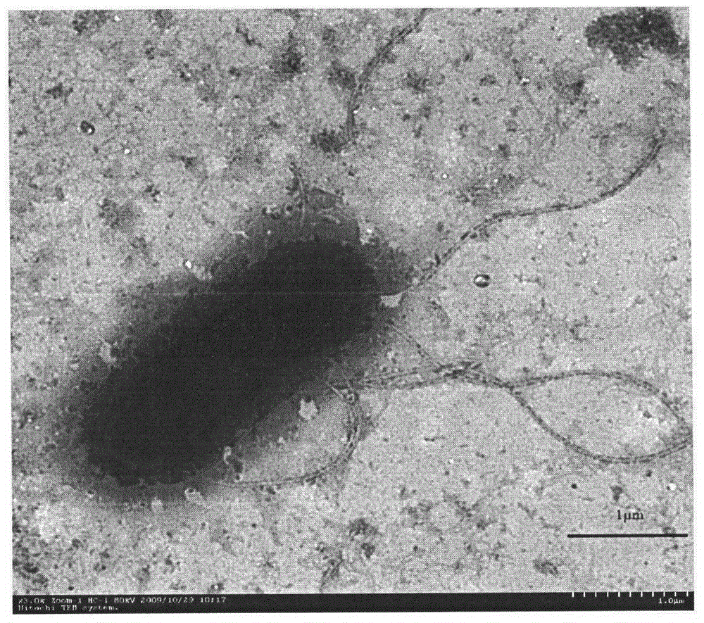 Keratin degrading bacteria NJK4