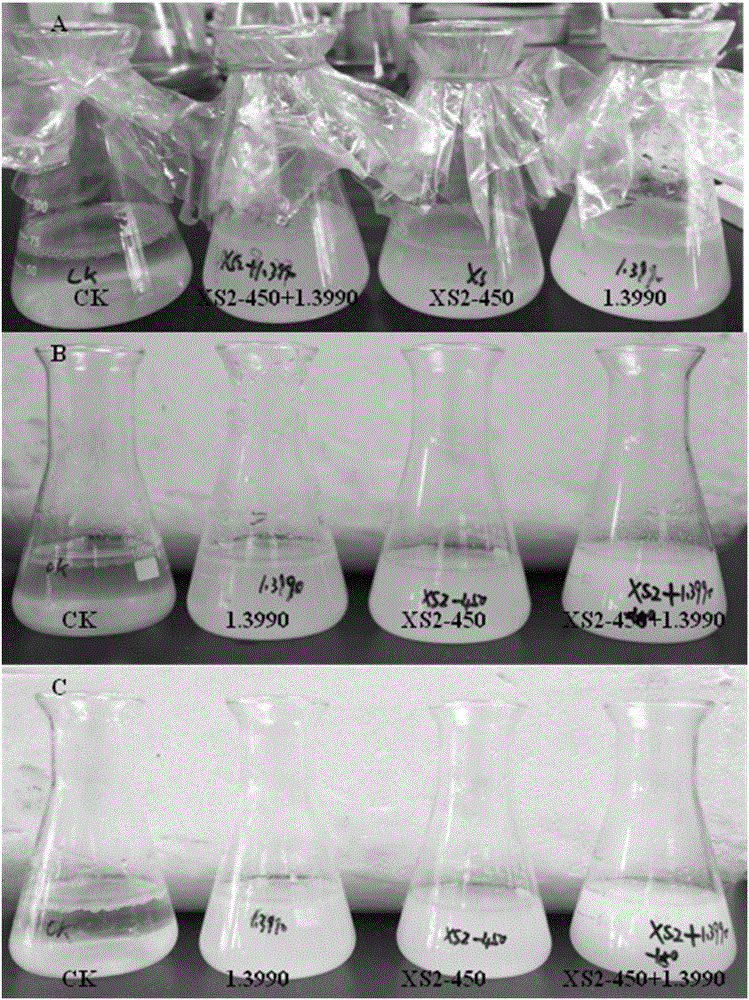 Composite flora for processing food waste grease