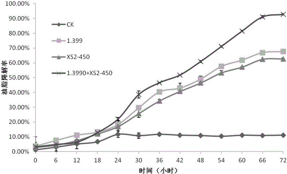 Composite flora for processing food waste grease