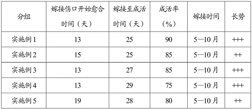 Maxim nurse seed grafting and propagating method