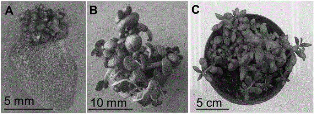 Molecular breeding method fast obtaining large number of transgenosis sedum lineare new species