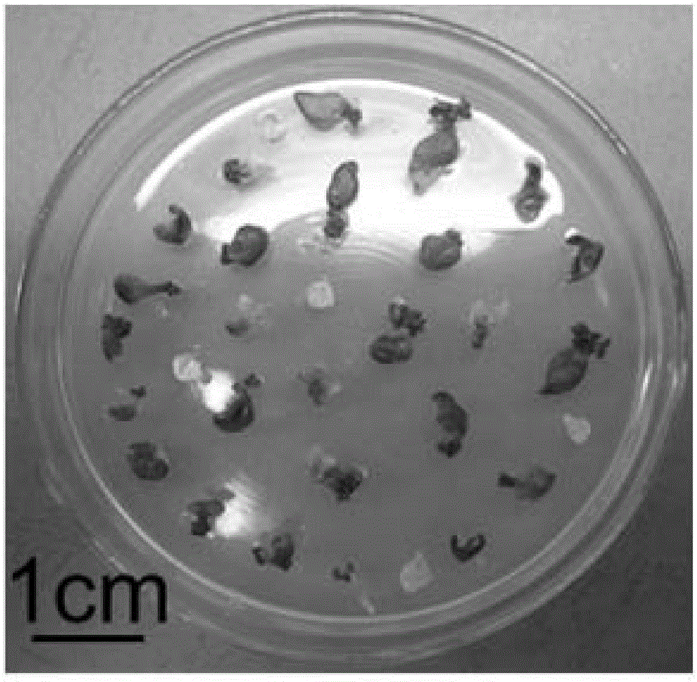 Molecular breeding method fast obtaining large number of transgenosis sedum lineare new species