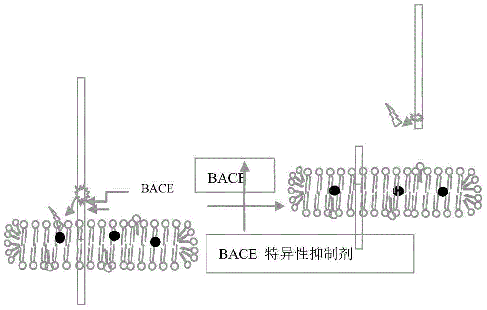 Screening method and screening system for beta-secretase specific inhibitor