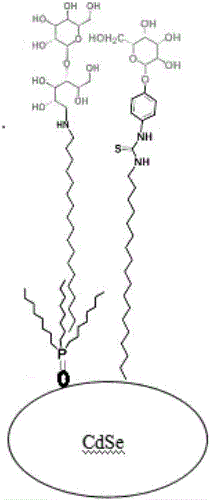 Screening method and screening system for beta-secretase specific inhibitor