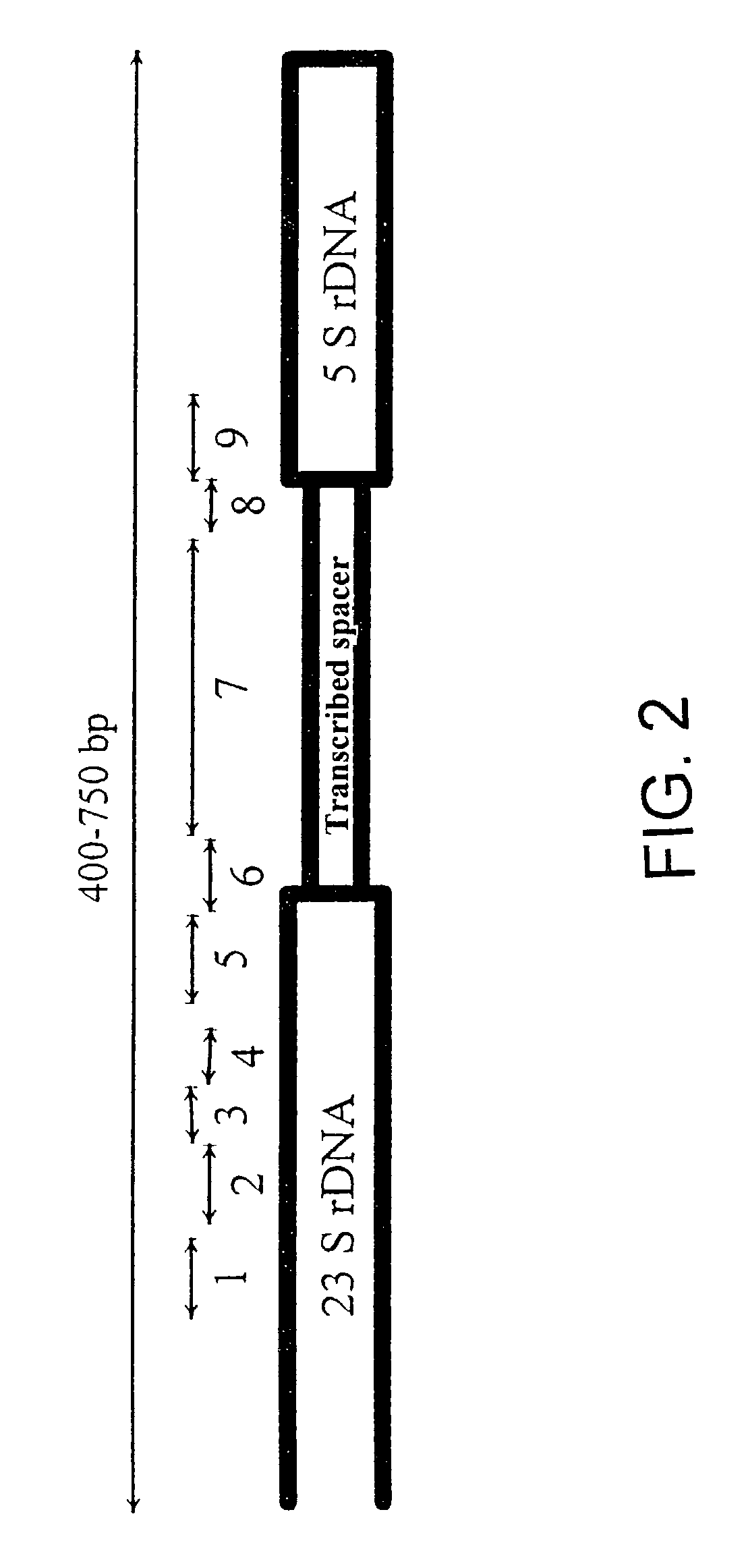 Nucleic acid molecules for detecting bacteria and phylogenetic units of bacteria