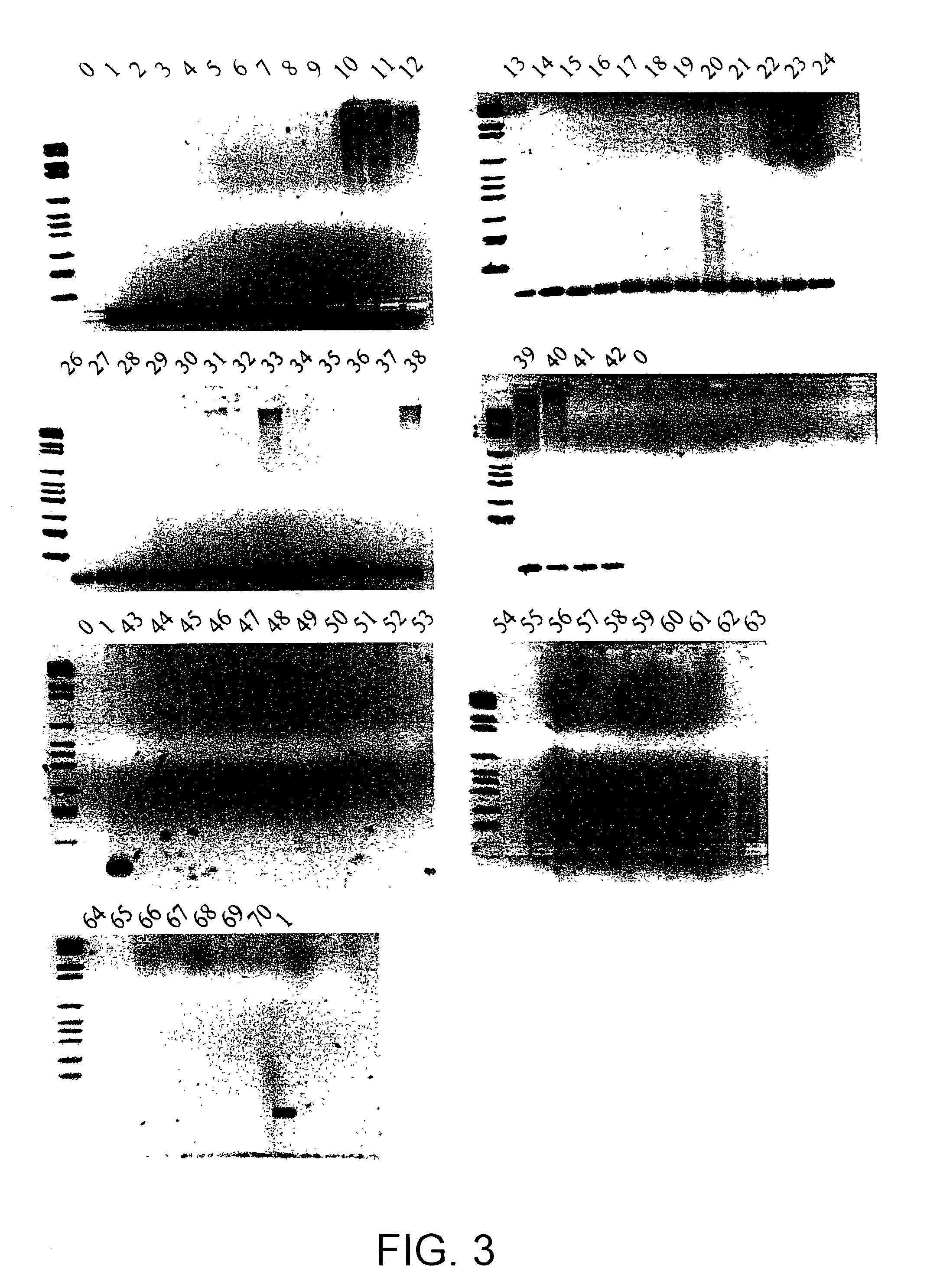 Nucleic acid molecules for detecting bacteria and phylogenetic units of bacteria