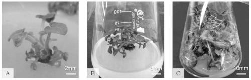 Tissue culture method of dracocephalum rupestre hance and application thereof