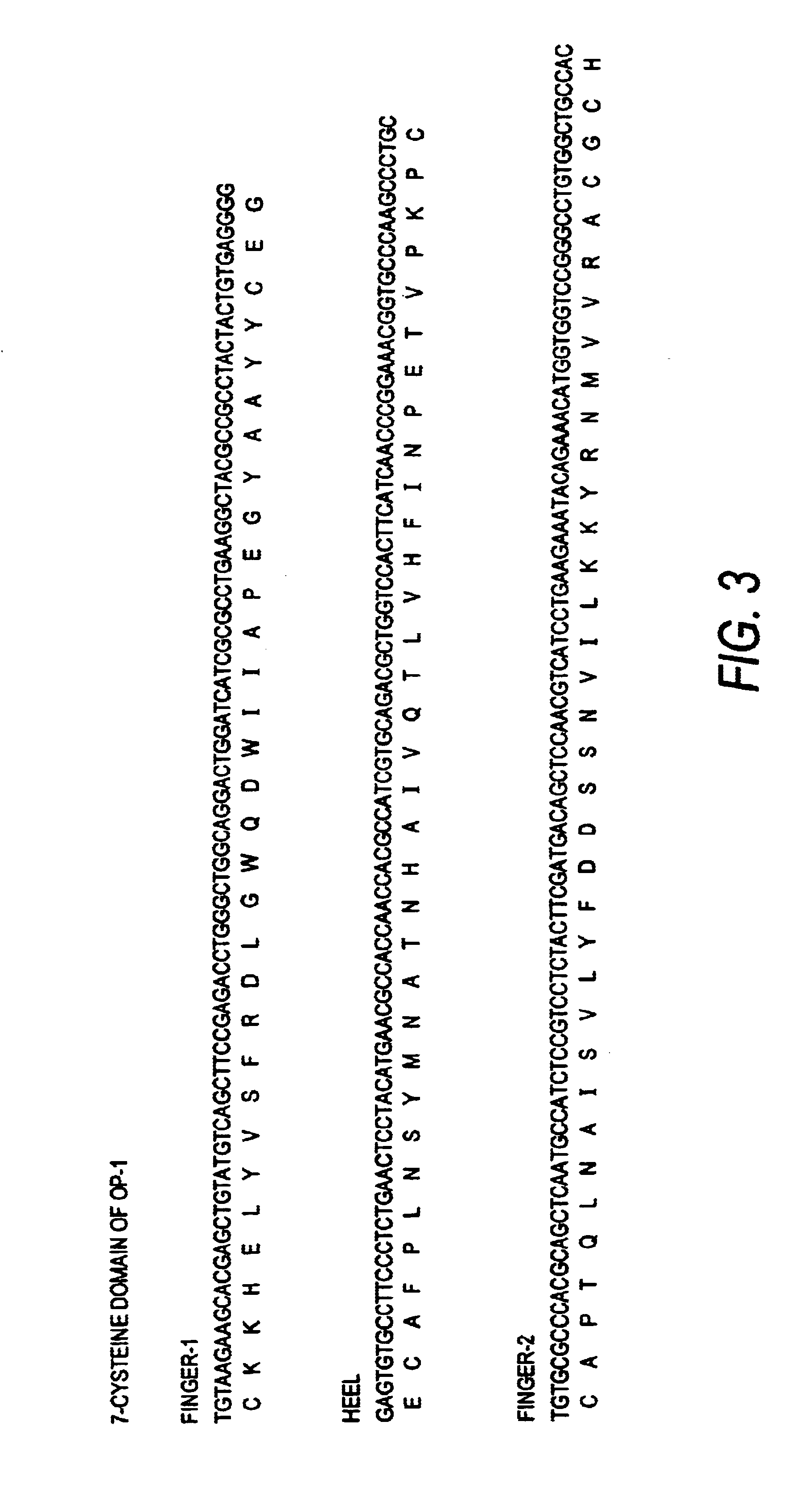 Modified proteins of the TGF-β superfamily, including morphogenic proteins