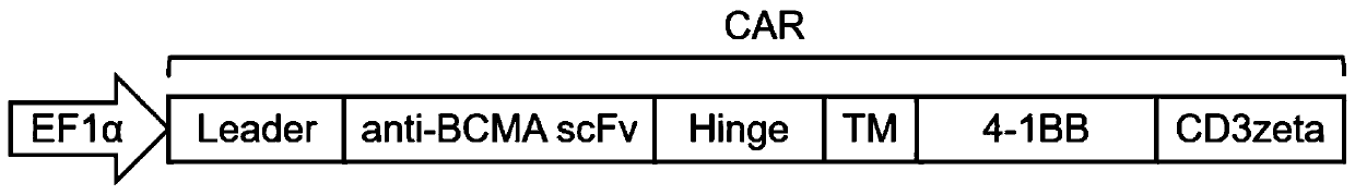 A fully human anti-bcma chimeric antigen receptor and its application